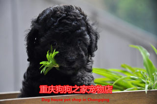 重庆狗狗之家名犬繁殖基地纯种玩具灰色泰迪出售茶杯灰色泰迪犬