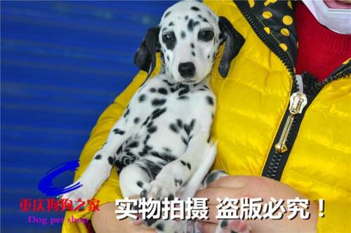 重庆大麦町犬全国斑点狗送上门