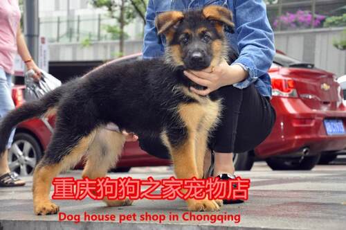 重庆宠物店出售纯种德国牧羊犬