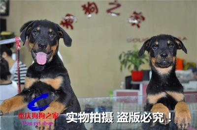 重庆宠物店罗威纳防爆出售护卫犬