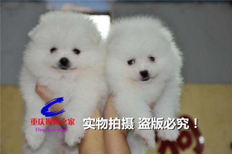 重庆宠物店繁殖哈多利出售俊介犬图片