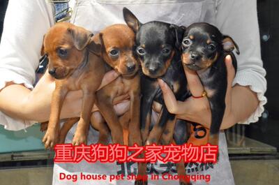 重庆宠物店铁包金黄色出售小鹿犬