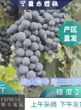 酿酒葡萄赤霞珠佰特庄园宁夏产区
