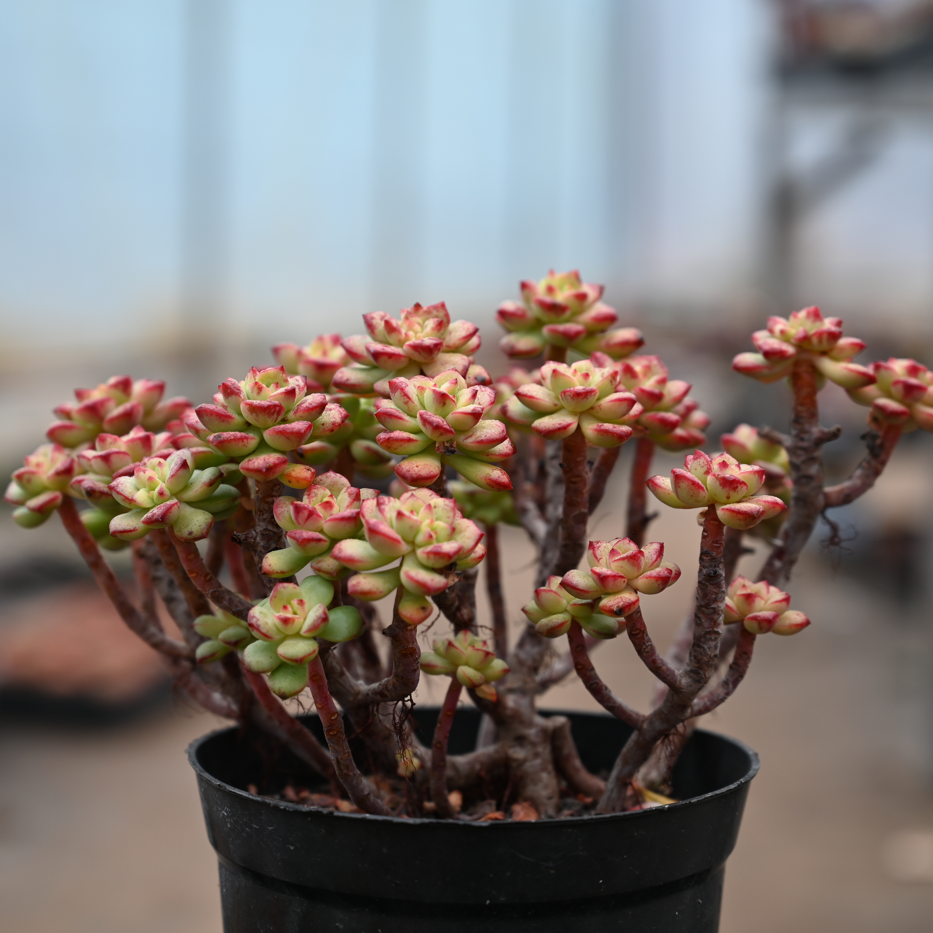 云南小表弟多肉植物直播