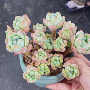 望舒
