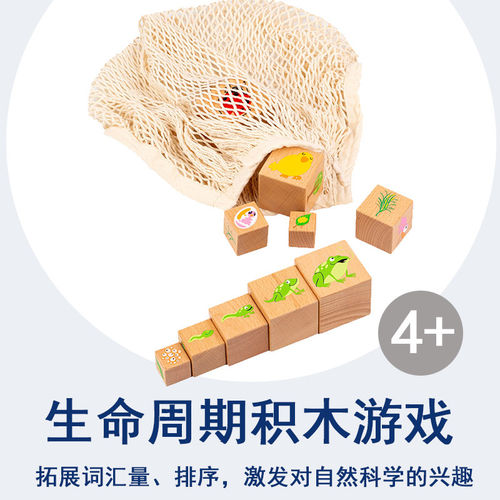 了解生命周期过程积木游戏贝乐多