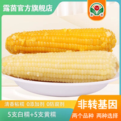 能量棒10根装 糯米玉米甜鲜真空装 露茵黄白粘黏玉米棒 混搭款