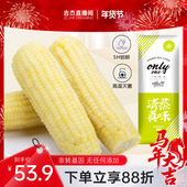 露茵玉米新鲜甜糯嫩糯玉米棒粘黏糯玉米早餐玉米棒260g 10根