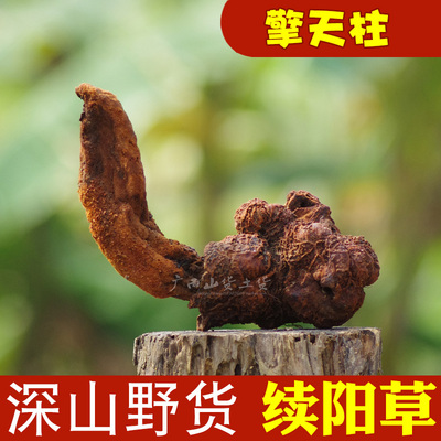 野生续阳草男升阳草药干货泡酒料