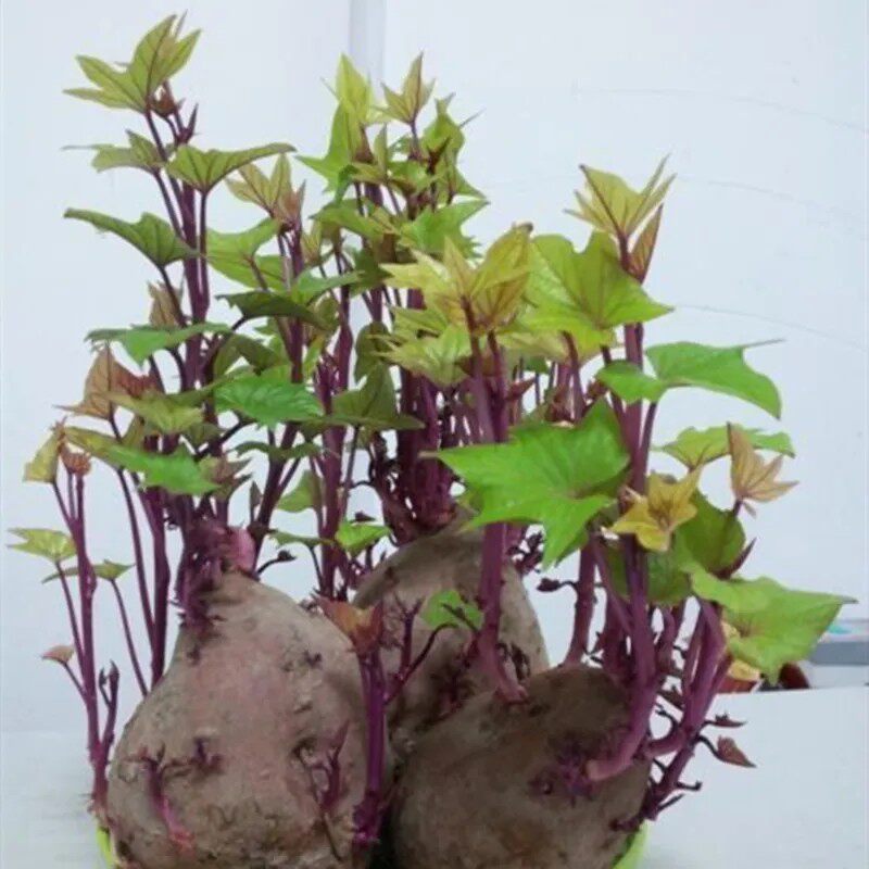 板栗薯紫薯西瓜红薯种植幼儿园盆栽水培土培红薯