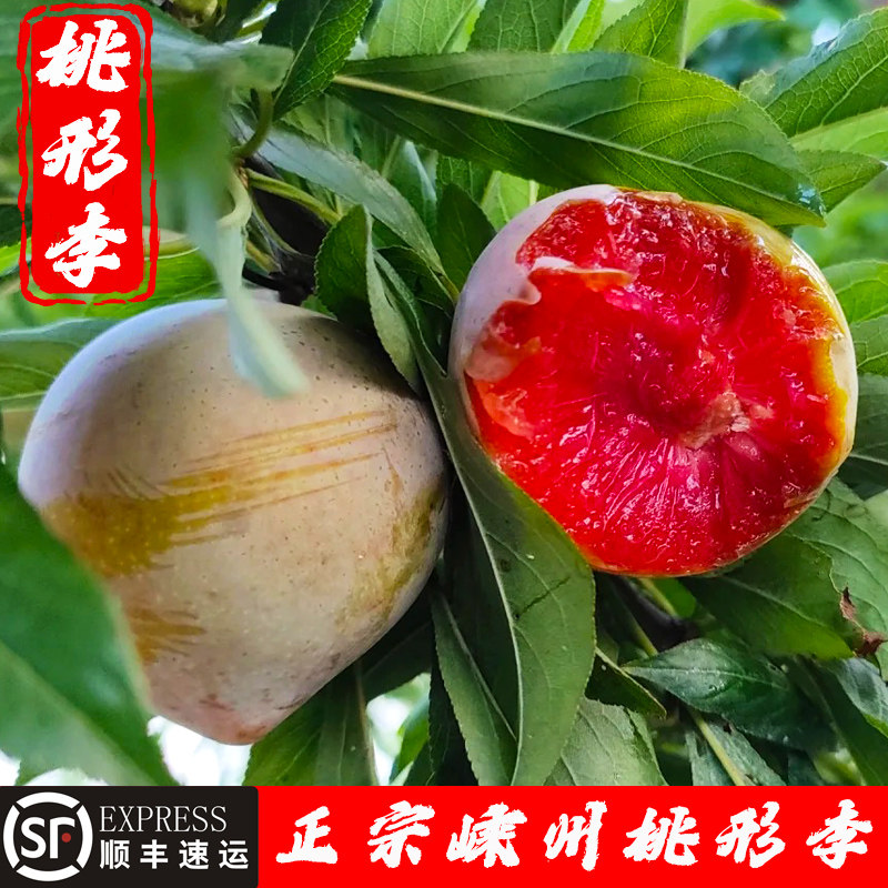 正宗嵊州桃形李子新鲜水果芙蓉李现摘现发红心李三华李大果5斤