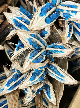 高级稀有蓝色种子植物标本旅人蕉海里康真花花材干花种荚装饰摆件