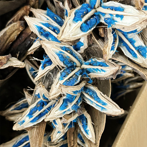 稀有蓝色种子植物标本干花