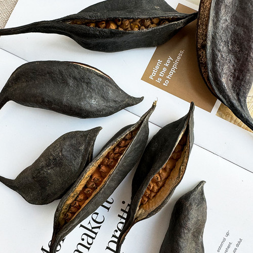 世界上不可思议的果实种子