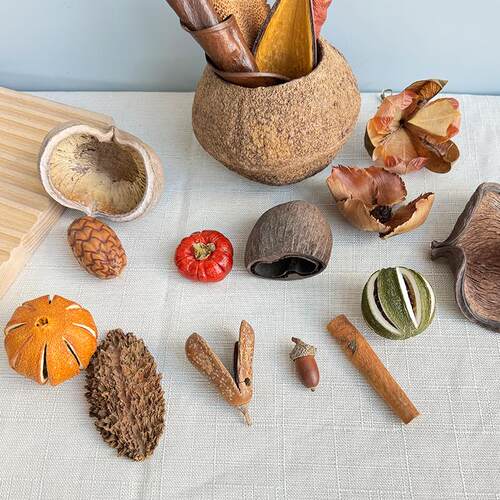 真花干果花开云间榼藤大豆子