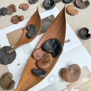 小众臭臭豆豆科类象耳豆扭果豆植物种子干花干果相框标本图鉴