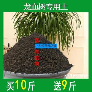 龙须树专用土龙血树营养土盆栽土养花通用种花土壤种植土有机肥料