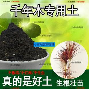 千年木专用土肥料盆栽土壤园艺养花育苗花土阳台千年木营养土蓬松
