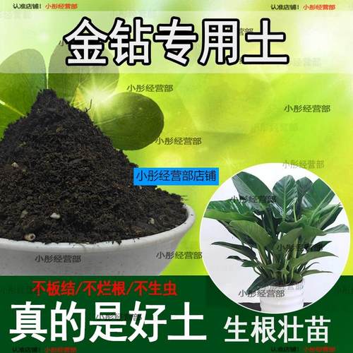 金钻专用土金钻专用营养土盆栽养花绿植种植土肥料通用种花土培