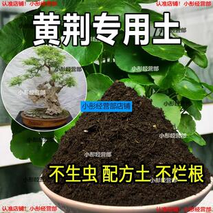 黄荆专用土盆栽阳台盆景种花养花黄荆营养土通用种植土壤有机肥料
