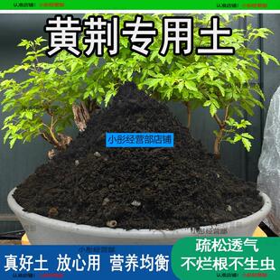 黄荆专用土盆栽阳台盆景种花养花黄荆营养土通用种植土壤有机肥料