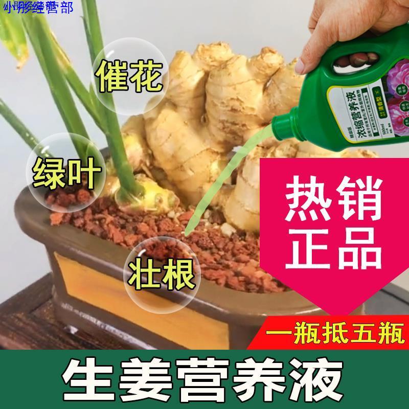 生姜营养液通用型生姜专用营养液花肥绿植植物肥料花卉绿植肥