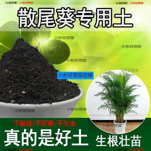 散尾葵专用土家庭盆栽土肥料种花泥土散尾葵营养土专用绿植种植土