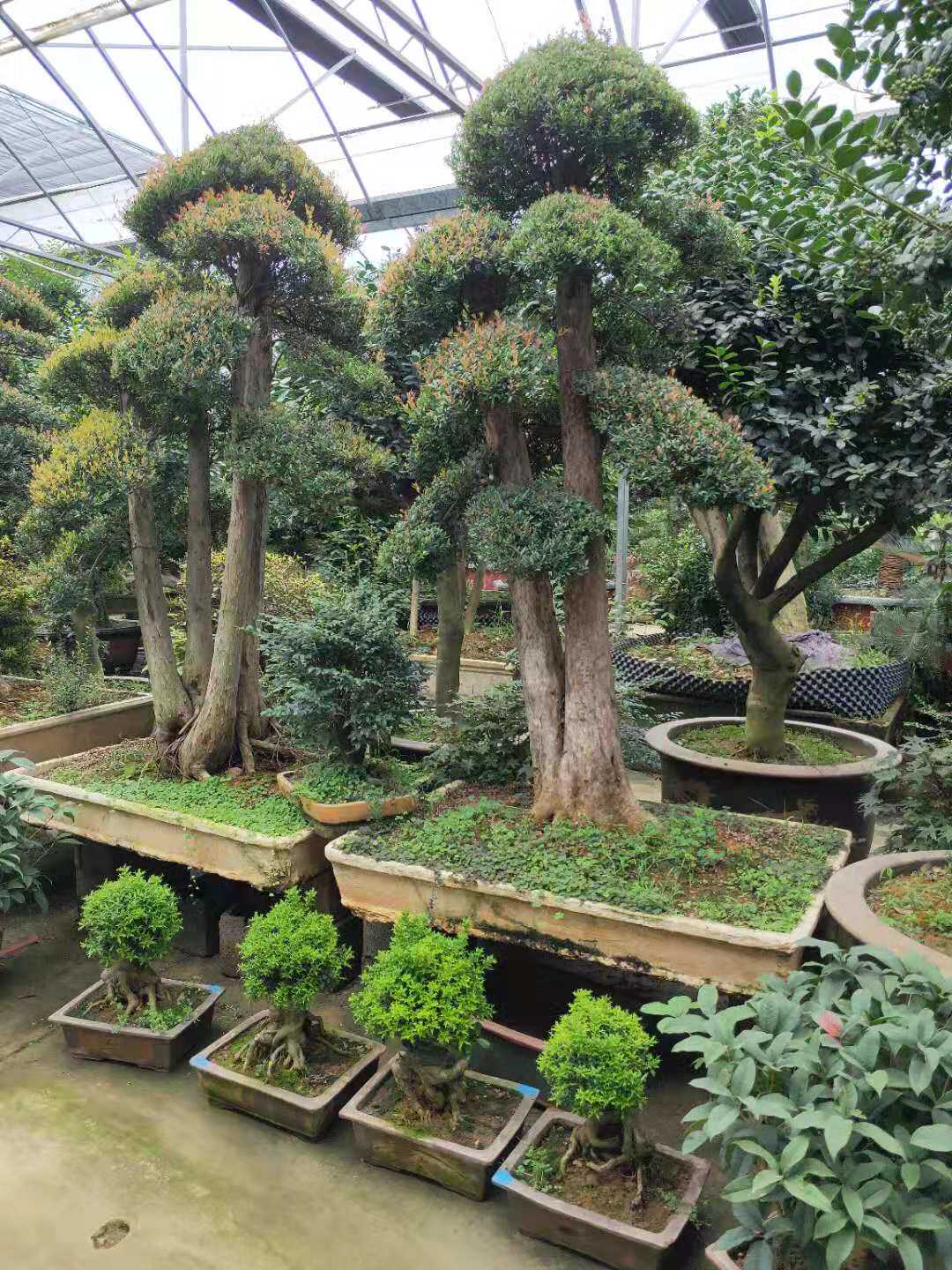 大型小叶赤楠造型盆景老桩庭院摆放观赏植物高档盆景树桩包邮实物