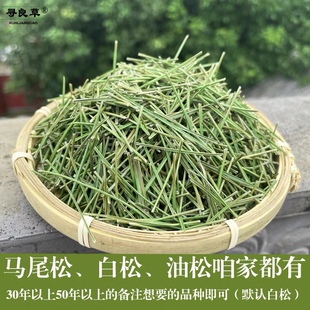百年干松针非茶老树野生全松茶马尾松油松白松100g可磨粉