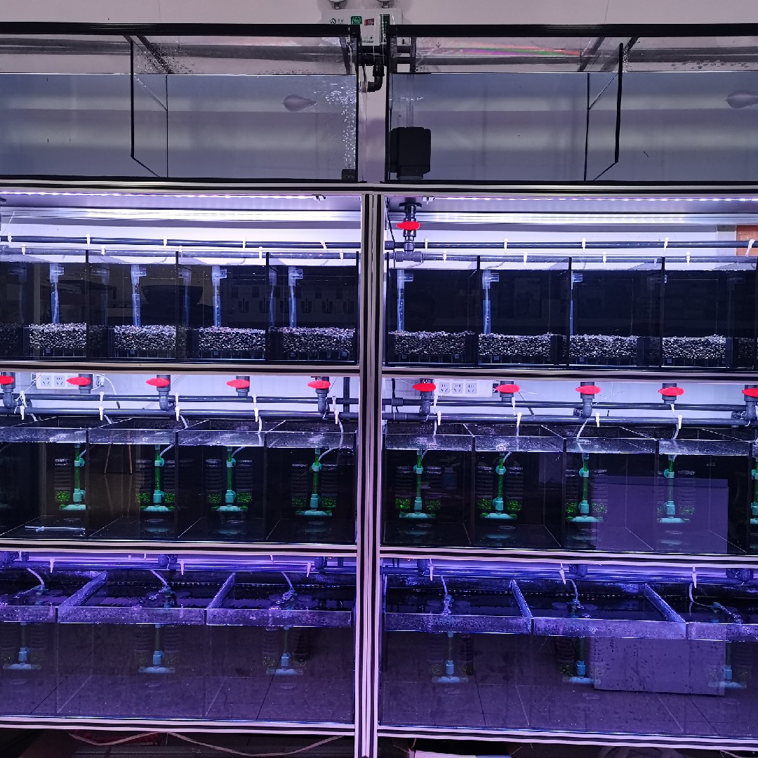 孔雀鱼鼠鱼系统缸组缸繁殖专用缸特殊尺寸超低价订制包邮包损