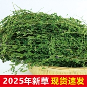 25年紫花苜蓿草1KG豚鼠荷兰猪龙猫兔子牧草饲料幼兔粮干草兔干草