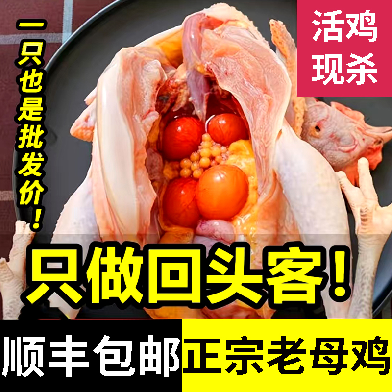 老母鸡新鲜生态农家顺丰包邮散养