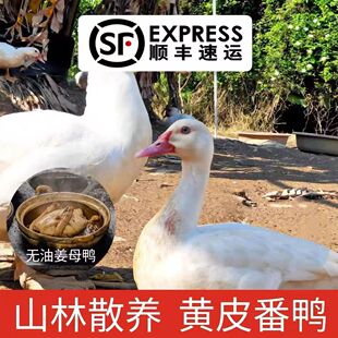 正宗农家散养番鸭黄皮白番鸭鸭肉新鲜宰杀无瘤瘦肉型无内脏炖汤