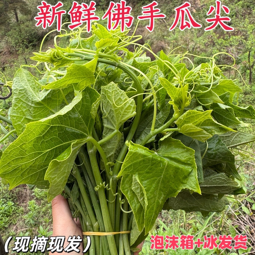 新鲜蔬菜新鲜佛手瓜尖野菜龙须菜