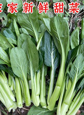 农家特产青菜苔新鲜脆甜菜心迟菜心白菜苔霜打四九青菜壹心尖菜芯
