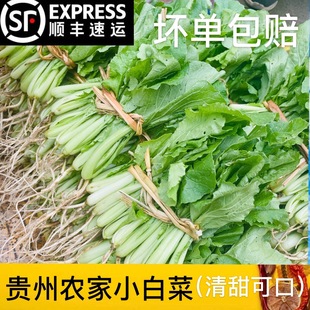 贵州菜农家新鲜小白菜青叶子菜油白菜毛白菜当季时令蔬菜顺丰发货