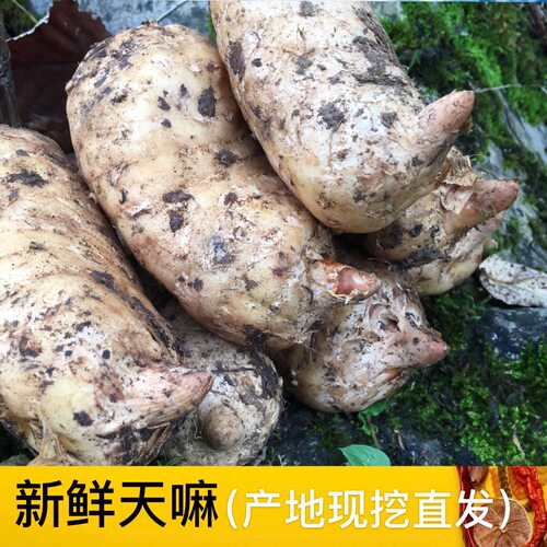 云南贵州天麻新鲜小天麻草坝活麻
