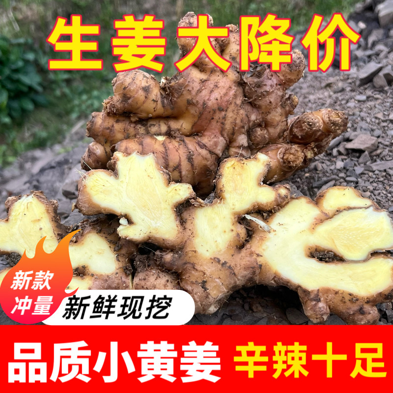 农家新鲜小黄姜当季生姜沙姜嫩姜月子姜山姜老姜土姜仔鲜姜500g,水产肉类/新鲜蔬果/熟食,生姜/南姜,淘宝优惠券,粉丝福利购,淘宝优惠卷