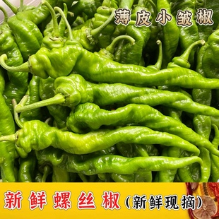 贵州新鲜螺丝椒薄皮辣椒本地小皱皮微辣青椒丝椒炒辣子鸡虎皮青椒