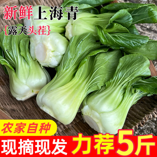 贵州小青菜新鲜上海青霜冻苏州青瓢菜汤勺菜青江菜瓢儿白菜小油菜