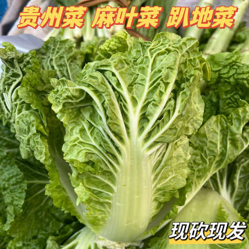 本地农家麻叶菜新鲜趴扒地菜大白菜青菜皱皮菜蔬菜自然熟5斤