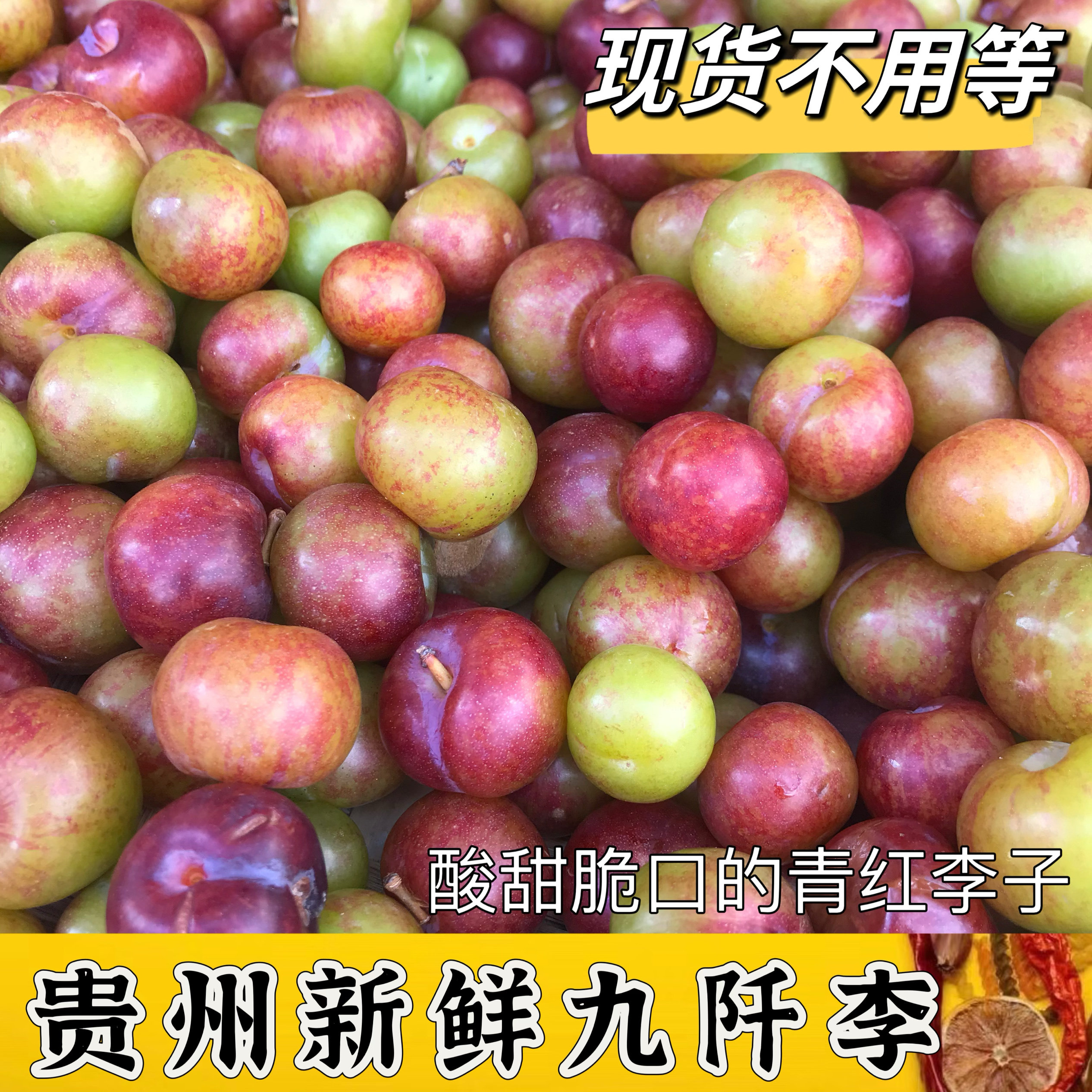 贵州特产新鲜九阡李清脆九千李包谷李栽秧李酸甜李农家李现摘鲜果