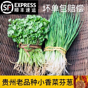 贵州本地土芬葱小香葱小香菜小芫荽臭菜火锅菜胡荽香荽顺丰包邮