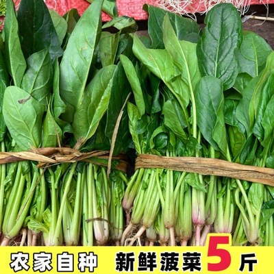 土波菜新鲜贵州特产农家自种霜打红根扒地菠菜当季蔬菜小叶火锅菜