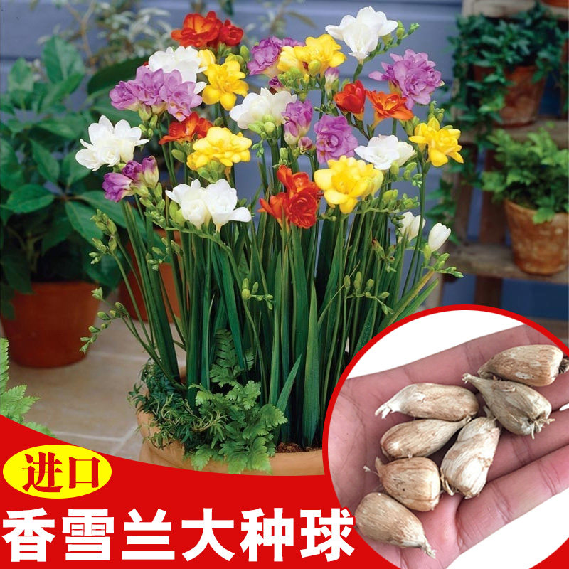 进口香雪兰种球小苍兰种球阳台盆栽花卉重瓣晚香玉种子 3个包邮,鲜花速递/花卉仿真/绿植园艺,种球/裸根,淘宝优惠券,粉丝福利购,淘宝优惠卷