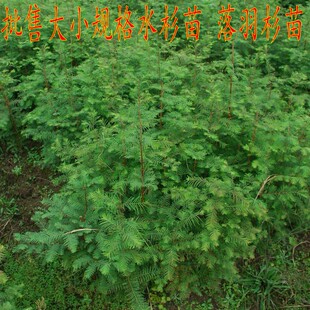 植树节常用树种水杉树苗杉树苗落羽杉树苗水杉苗行道树金叶水杉