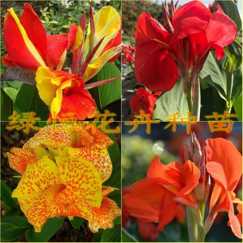 盆栽双色鸳鸯美人蕉花苗 红花美人蕉苗 美人蕉花