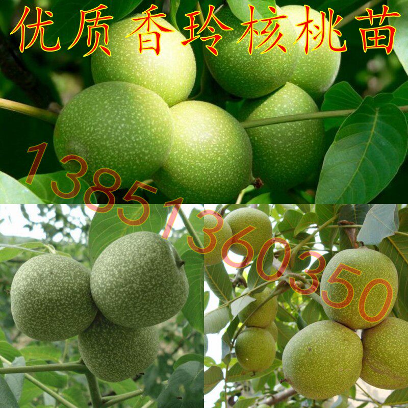 庭院果树苗优质嫁接核桃苗香玲核桃树苗当年结果苗矮化核桃树