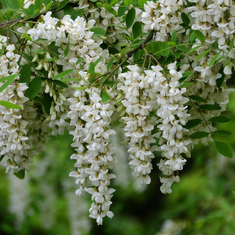 刺槐树苗 洋槐花树苗 蜜蜂采花树槐花树苗刺槐苗花可以食用