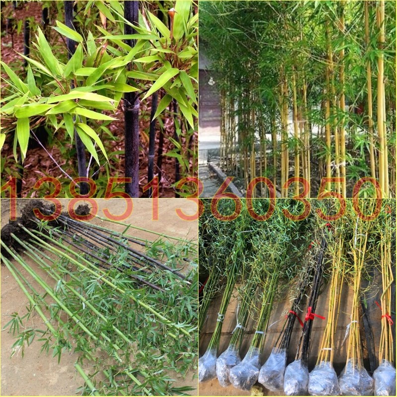 庭院竹子苗四季常青紫竹苗金镶玉竹耐寒植物青竹苗盆栽竹子苗,鲜花速递/花卉仿真/绿植园艺,观叶 /花灌木,淘宝优惠券,粉丝福利购,淘宝优惠卷